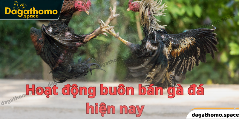 Hoạt động bán gà đá tại thị trường Việt Nam